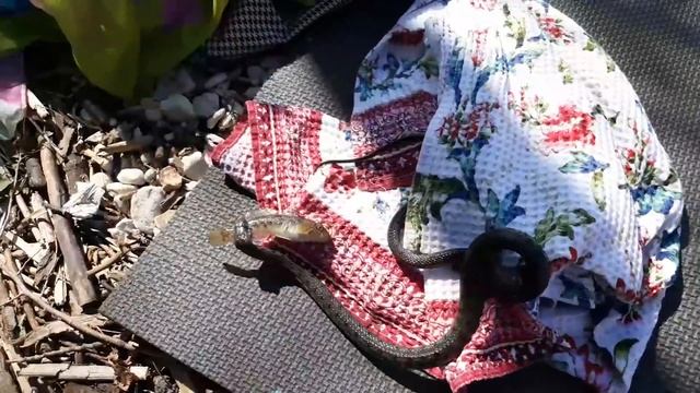 Уж-рыбак смотреть онлайн