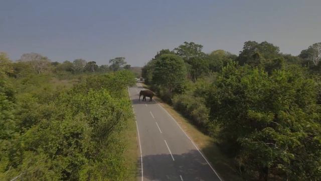 Встреча со слоном. Дорога через национальный парк Яла. Шри-Ланка ?? (Sri Lanka, ශ්රී ලංකා) смотреть онлайн