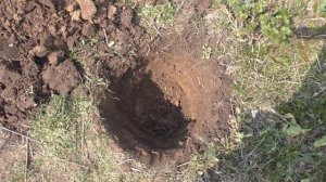 Посадка абрикоса весной в Подмосковье и Средней полосе