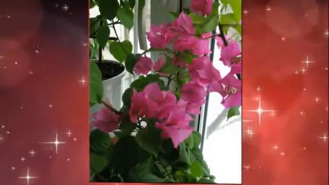 ... мои бугенвиллеи ... смотреть онлайн