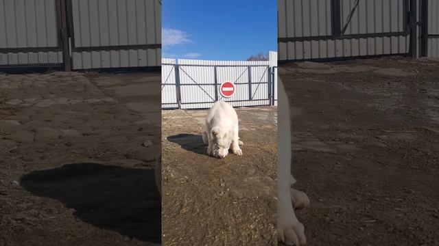 Щенок алабая, девочка. Продажа. #алабай #щенкиалабая #сао #щенкиалабая #alabai #puppies #добронрав смотреть онлайн