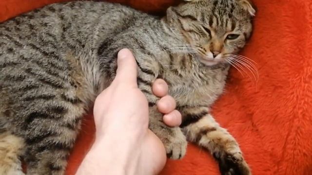 Кот любит спать на зайце. смотреть онлайн