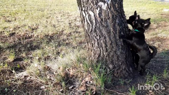 ПРОДАЖА щенки чихуахуа, мальчики д/ш смотреть онлайн