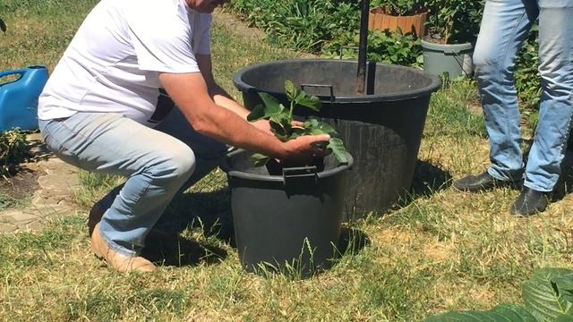 Почвогрунт для контейнерных растений смотреть онлайн