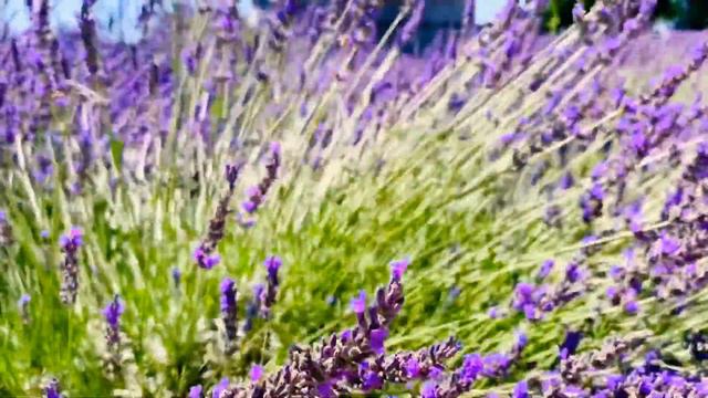 Pageo Lavender Farm смотреть онлайн