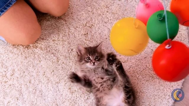 Rescue the TINIEST KITTEN in the World? *DIY Kitten House and Makeover* смотреть онлайн