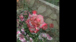 Rose double delight, Rina Herholdt ; Giant Sun flower; zinnia; Perfect moment