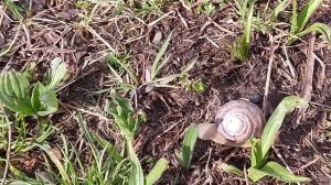 Разводим виноградных улиток на нашем участке