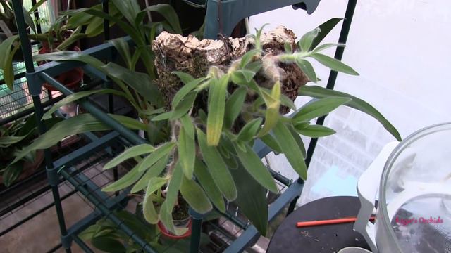 Dendrobium senile 'Spotlight' смотреть онлайн