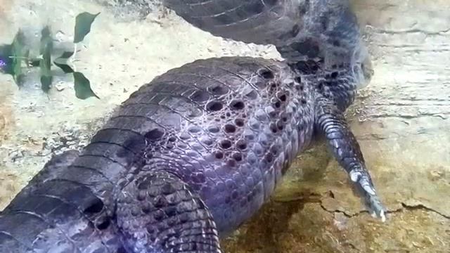 Экзоопарк в Рио смотреть онлайн