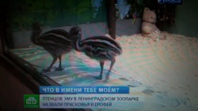 В мире животных. Петербургских страусят нарекли Прасковьей и Ерофеем смотреть онлайн