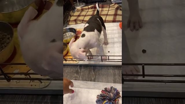 AMSTAFF PUPPY  FIRST 