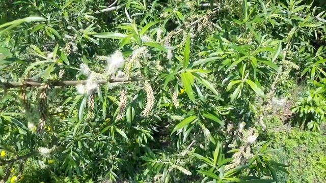 Деревья, кустарники Сибири смотреть онлайн