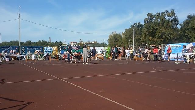 Бугай Алабай Фанера👍👎 смотреть онлайн