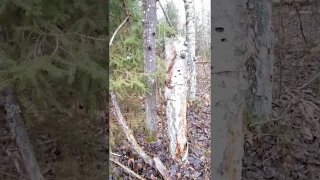 Фото охота.. на зайца!) смотреть онлайн