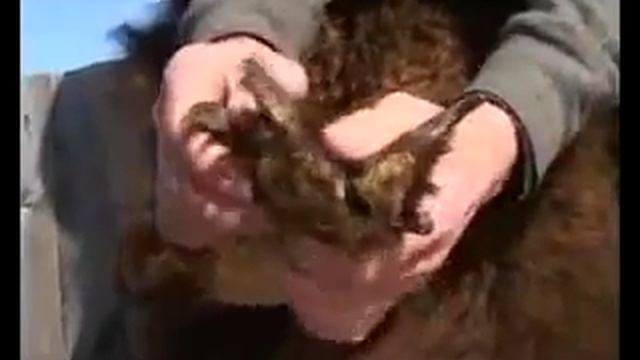 Северный Урал Забытый посёлок Понил Свердловская обл смотреть онлайн