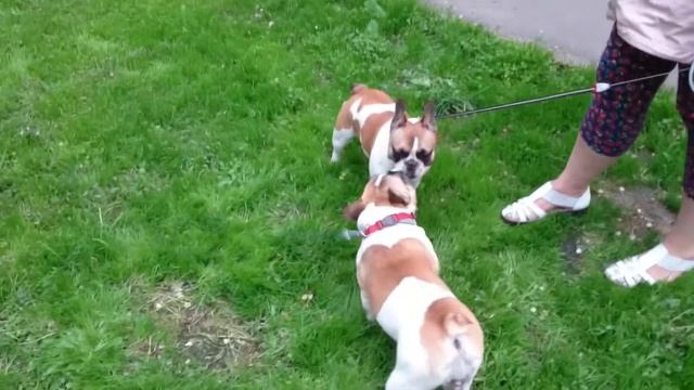 Французский бульдог Варенька: Варя и Лайма играют/French Bulldog Barbara: Barbara And Lime, Play