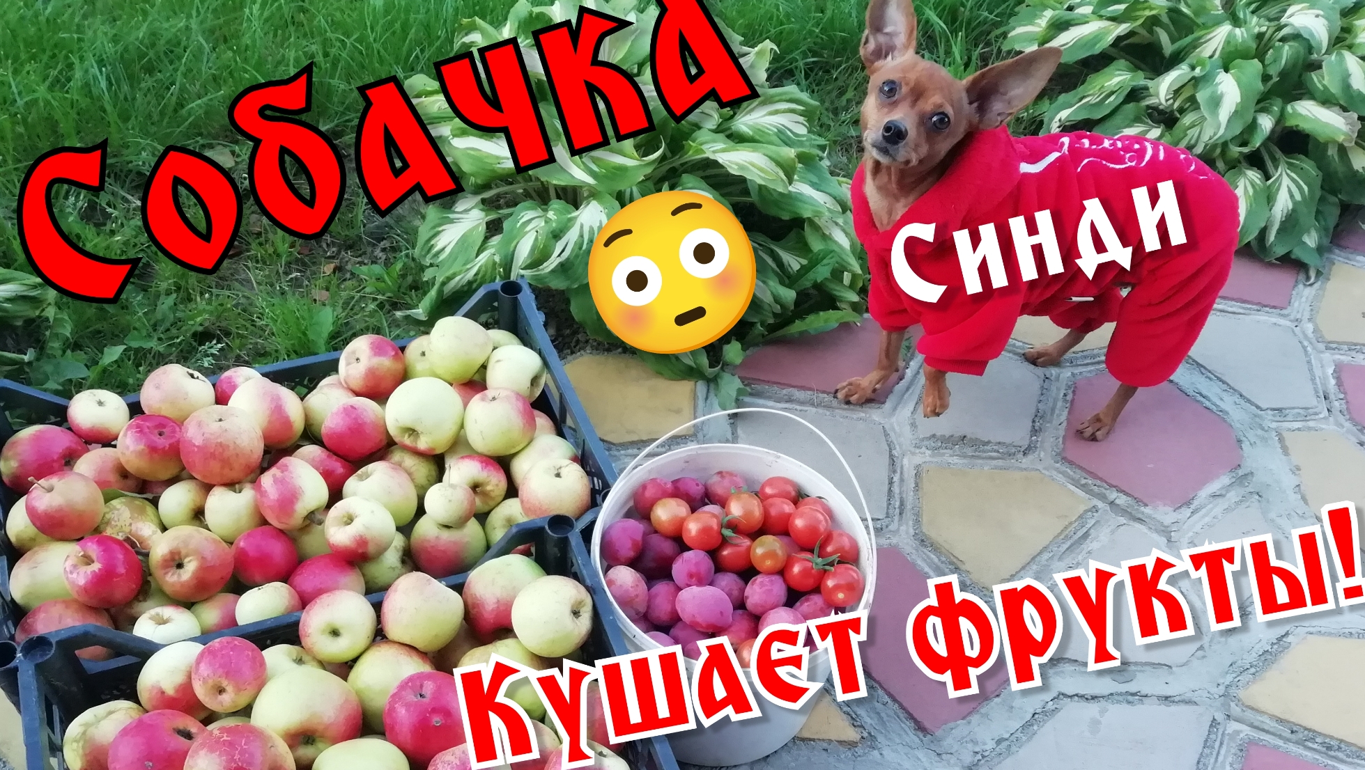 Собачка,, Синди" кушает фрукты смотреть онлайн