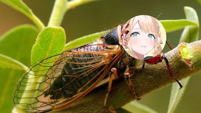 [RU SUB] Ироха отлично имитирует звук цикад смотреть онлайн