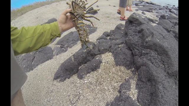 Очень дикие животные Галапагосских островов! смотреть онлайн