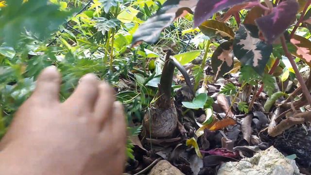 The Purple Alocasia Is Getting Huge! | Growing Giant Elephant Ear Plants смотреть онлайн