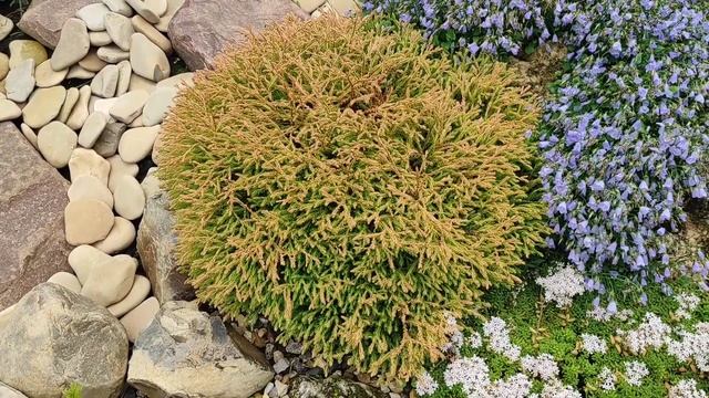 Рокарий своими руками. Сорта карликовых пихт, сосен и елей для каменистой горки. Garden design. смотреть онлайн