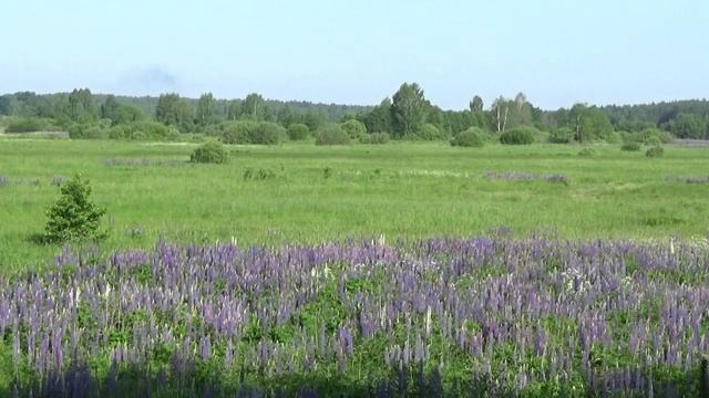 Матушка земля. Поёт Лариса. смотреть онлайн