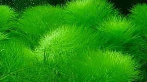 Лимнофила индийская Limnophila indica.Описание. Содержание. Уход. Размножение. Аквариумные растения