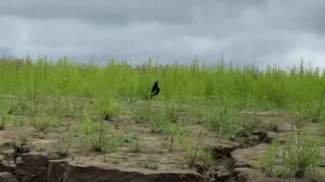 Four Days in Peru's Amazon Jungle смотреть онлайн