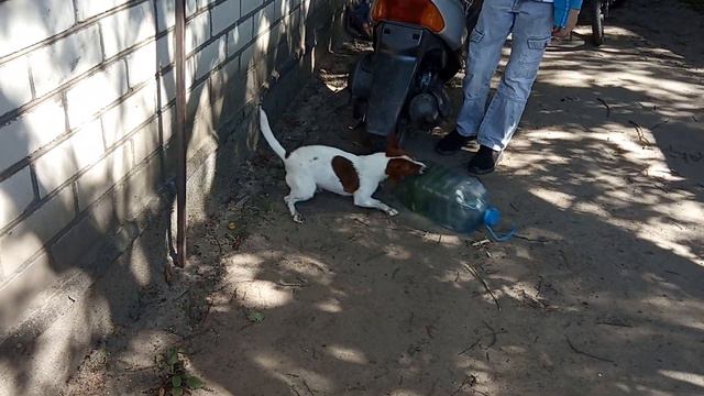 Бутилка игралка. смотреть онлайн