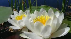 Три белых лилии  ... Александр Айвазов