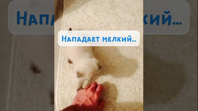 Нападает тигр смотреть онлайн