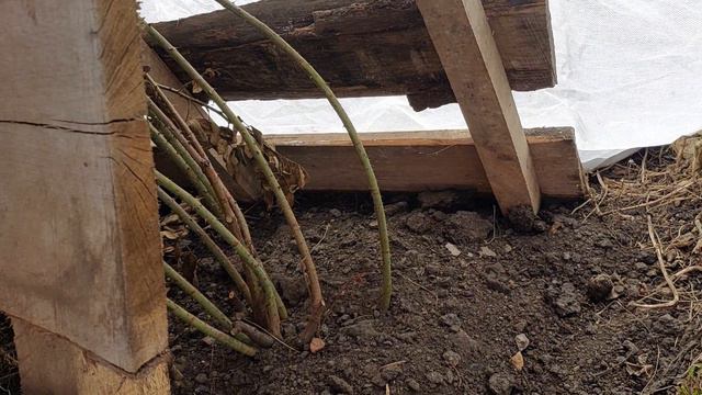 КАК ПЕРЕЗИМОВАЛИ МОИ РОЗЫ ..КОГДА ОТКРЫВАТЬ РОЗЫ... смотреть онлайн