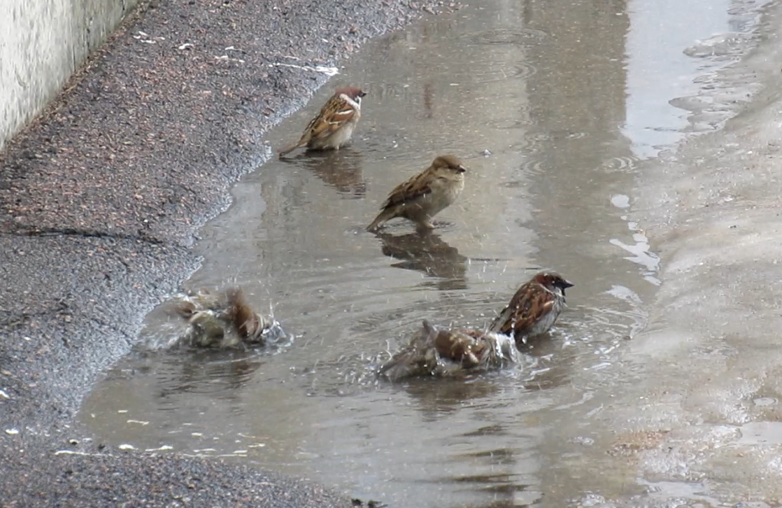 Воробьи купаются в луже смотреть онлайн