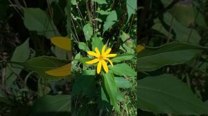 Топинамбур