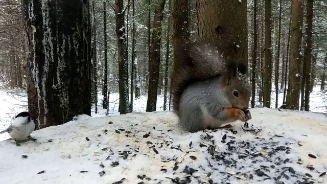 Лесные белки смотреть онлайн