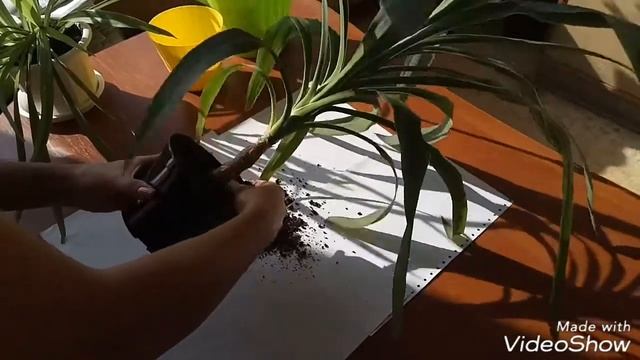 Юкка. Пересадка (перевалка). смотреть онлайн