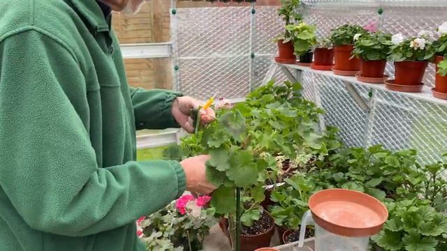 Greenhouse In Mid Nov 2021 Plus Large Pelargonium Standard Cut Back