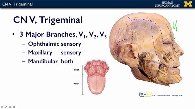 Nervous System: Trigeminal Nerve (CN V)