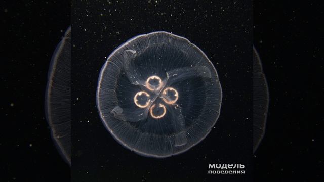 Здравствуй смотреть онлайн