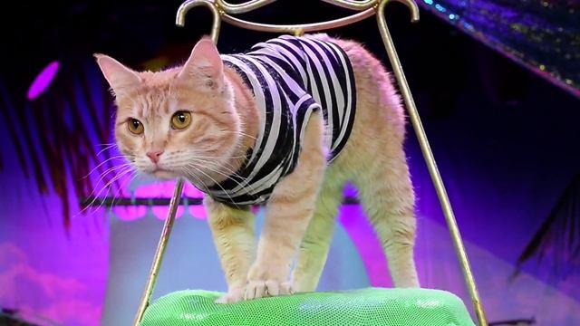 Театр Кошек Куклачева