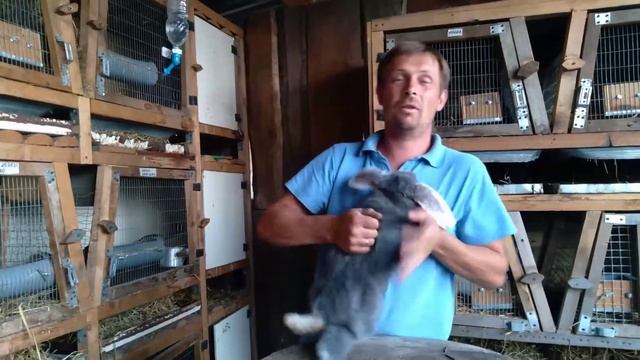 На что обратить внимание при покупке кролика. смотреть онлайн