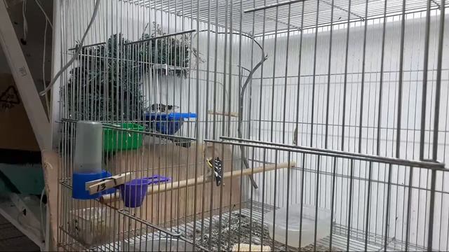 Щеглы на гнезде смотреть онлайн