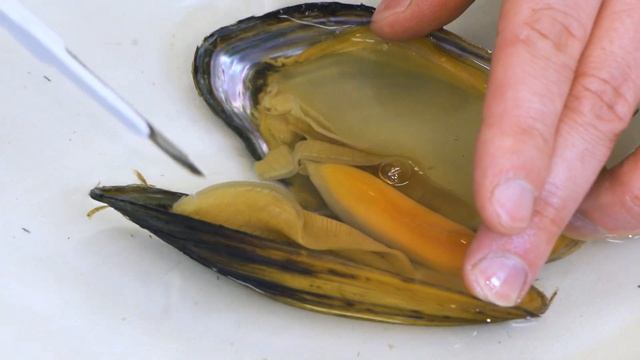 3. Моллюски, вскрытие смотреть онлайн