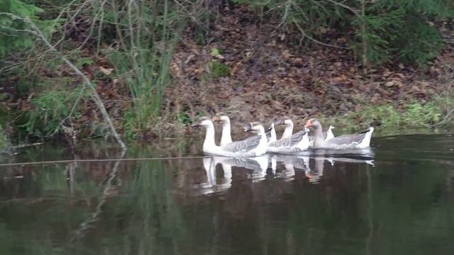 Pentax K-x, тест видеорежима / Pentax K-x video test смотреть онлайн