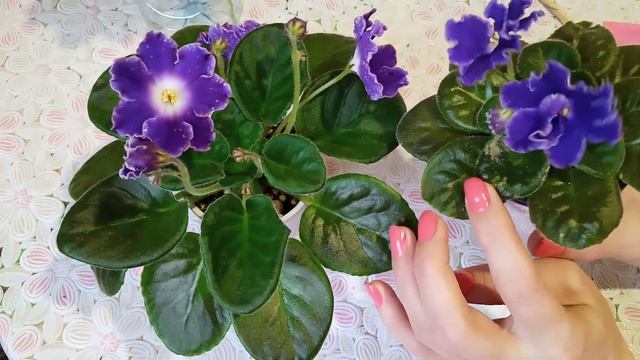 Фиалки в домашних условиях! Мой опыт. Фиалки у Алисы. смотреть онлайн