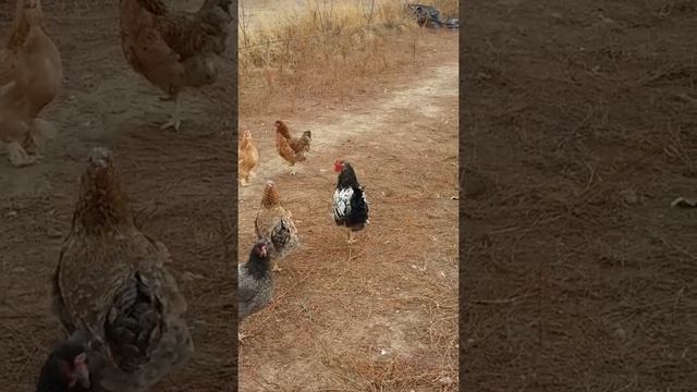 Петух породы доминант смотреть онлайн