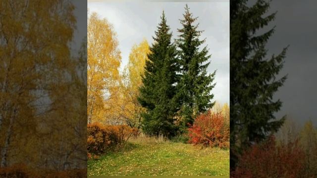 #1октября - Арина Шиповница смотреть онлайн