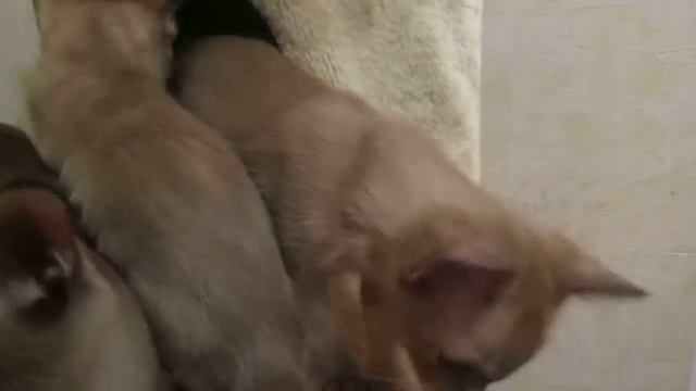Котята Бурма шоколад | Burmese Kittens Chocolate