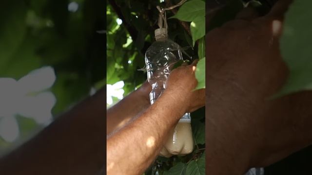 Белокрылка уйдет с участка! БЕЗ ХИМИИ смотреть онлайн